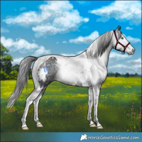 Horse Color:Gray White Spotted Black Splash Tobiano