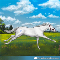 Horse Color:Gray White Spotted Black Splash Tobiano 