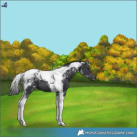 Horse Color:Black Tobiano 