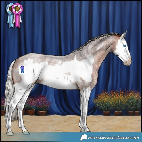 Horse Color:Silver Brown Roan Splash Frame Rabicano 