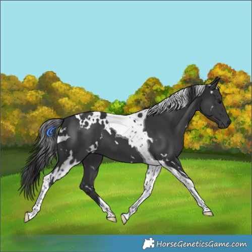 Horse Color:White Spotted Black Tobiano 