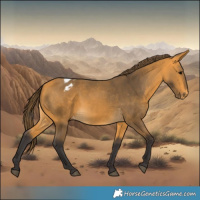 Horse Color:Buckskin Blanket 