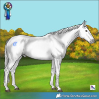 Horse Color:Gray White Spotted Buckskin Ice Dun Rabicano 