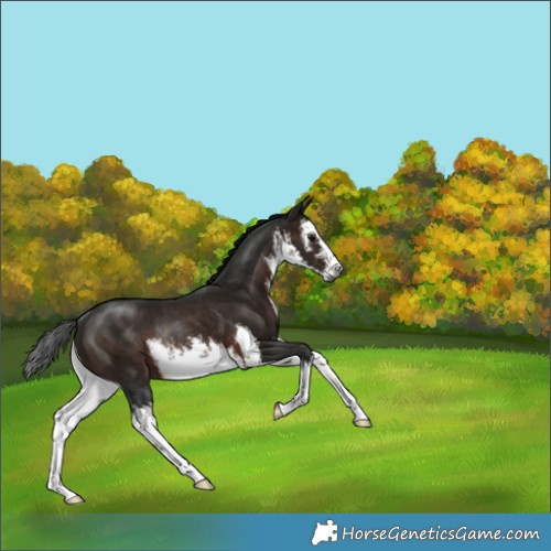 Horse Color:Gray White Spotted Brown Rabicano 
