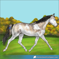 Horse Color:Gray White Spotted Liver Red Onyx Ice Splash Rabicano 