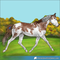 Horse Color:Gray White Spotted Chestnut Splash Tobiano Rabicano 