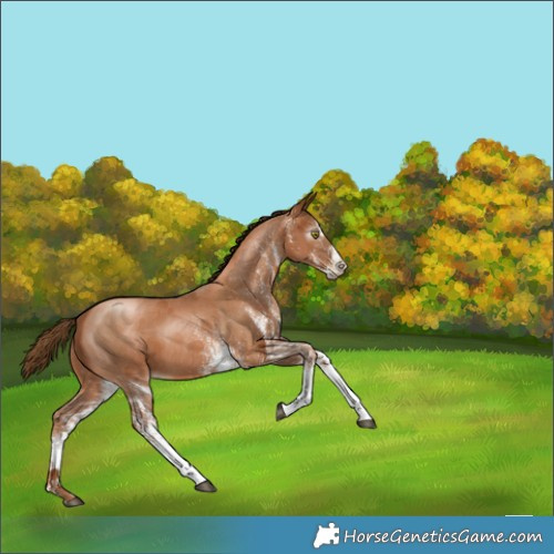 Horse Color:Gray White Spotted Chestnut Pearl 