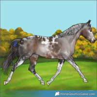 Horse Color:Gray White Spotted Liver Chestnut Tobiano 