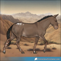 Horse Color:Liver Red Dun Appaloosa Rabicano 