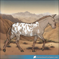 Horse Color:Liver Red Dun Near Leopard Rabicano 