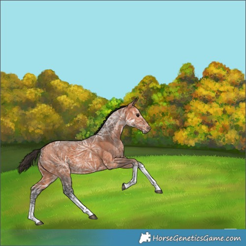 Horse Color:Bay Ice Sabino Tobiano Rabicano 