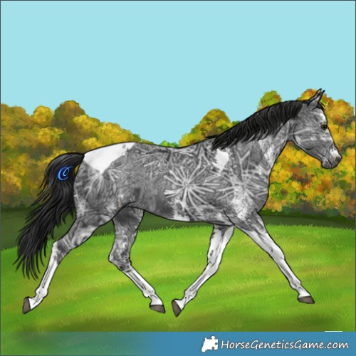 Horse Color:Gray White Spotted Black Ice Tobiano 
