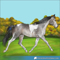 Horse Color:Gray White Spotted Brown Tobiano Rabicano