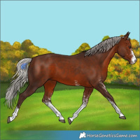 Horse Color:White Spotted Silver Bay 