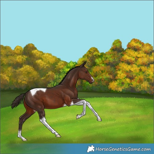 Horse Color:Liver Chestnut Tobiano 