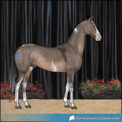 Horse Color:White Spotted Brown Dun Splash Tobiano Rabicano 