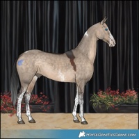 Horse Color:White Spotted Brown Dun Splash Tobiano Rabicano 