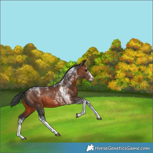 Horse Color:White Spotted Brown Tobiano 