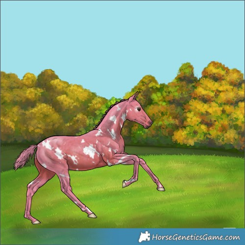 Horse Color:Gray Watercolor White Spotted Chestnut 