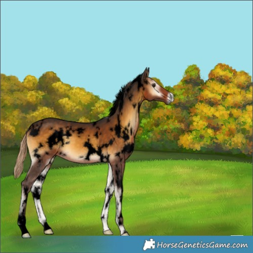 Horse Color:Void White Spotted Chocolate Palomino Onyx 