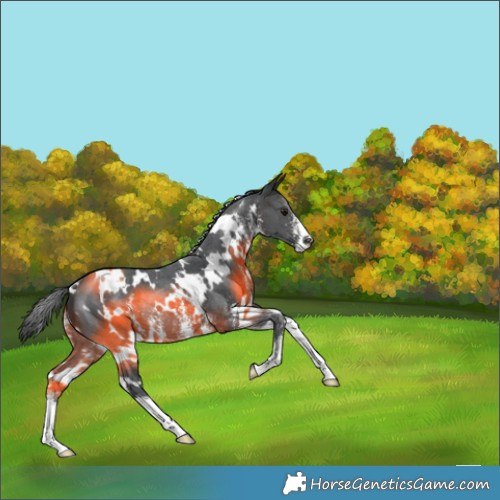 Horse Color:White Spotted Brown Sabino Rabicano 
