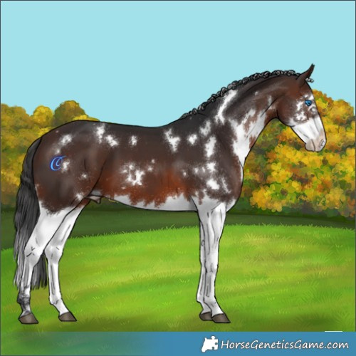 Horse Color:White Spotted Brown Splash 