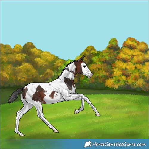 Horse Color:White Spotted Bay Splash Tobiano Rabicano 