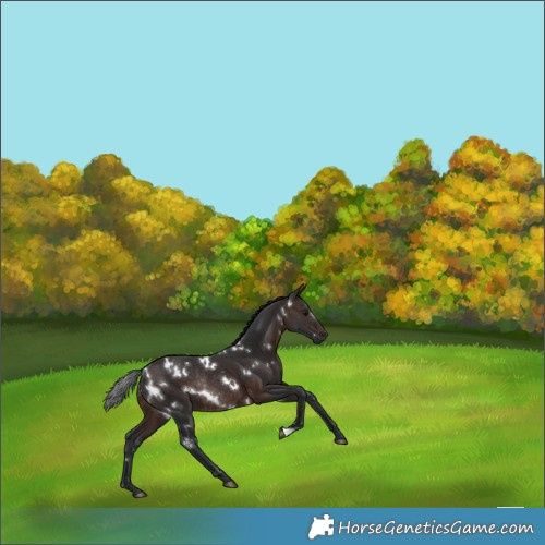 Horse Color:White Spotted Brown Rabicano 