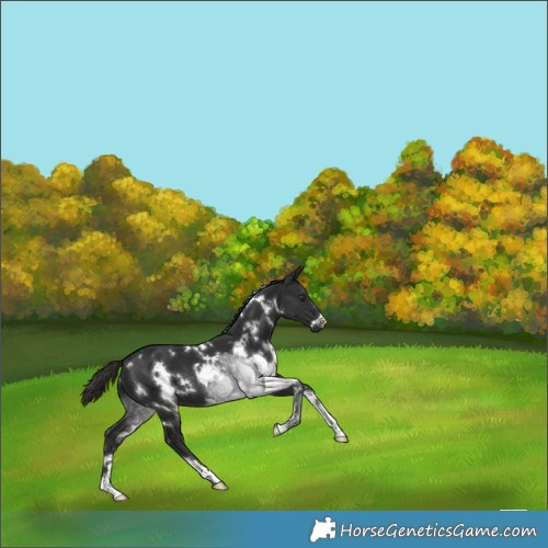 Horse Color:White Spotted Liver Chestnut 