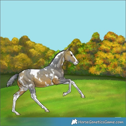 Horse Color:Watercolor White Spotted Bay Splash 