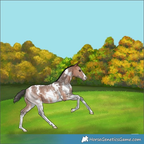 Horse Color:White Spotted Bay Sabino Rabicano 