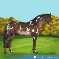 Horse Color:White Spotted Liver Chestnut 