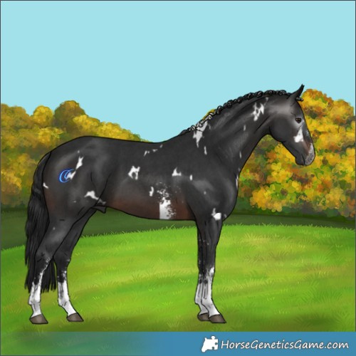 Horse Color:Gray White Spotted Brown Sabino 