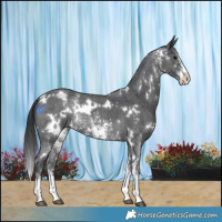 Horse Color:White Spotted Black Sabino Rabicano