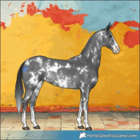 Horse Color:White Spotted Black Sabino Rabicano 