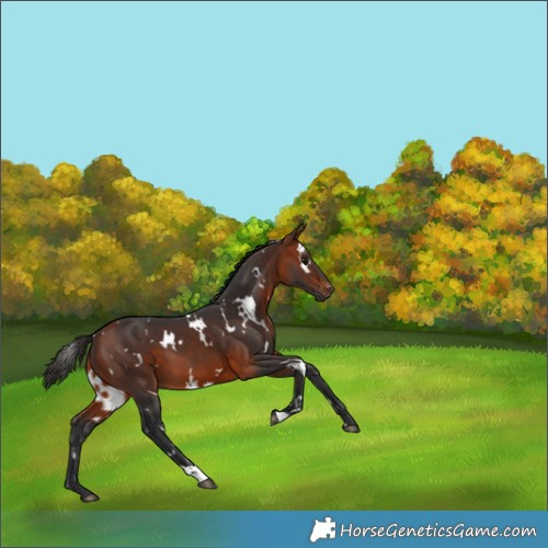 Horse Color:White Spotted Bay 