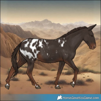 Horse Color:Liver Chestnut Appaloosa 