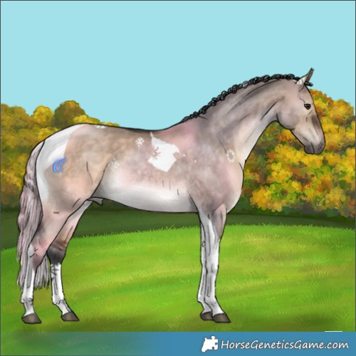 Horse Color:Brown Dun Tobiano 