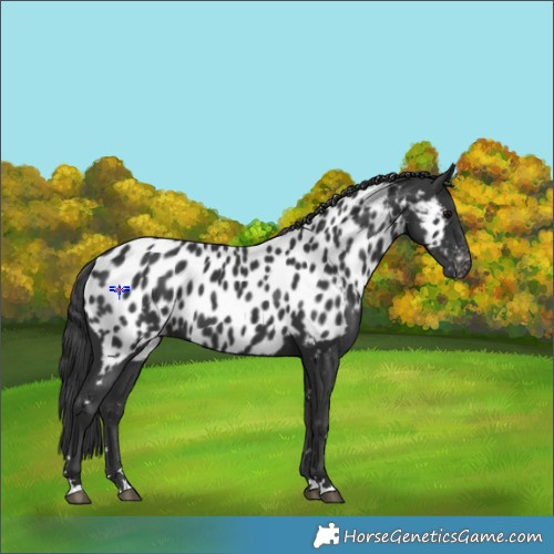 Horse Color:Black Appaloosa 