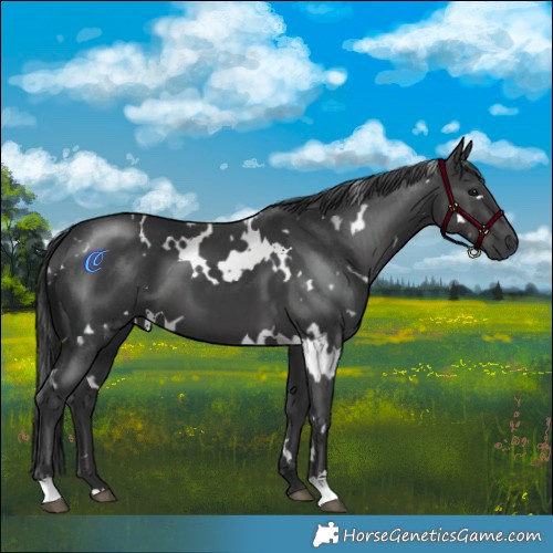 Horse Color:White Spotted Black 