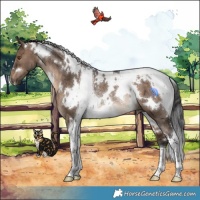 Horse Color:White Spotted Brown Dun Tobiano Rabicano
