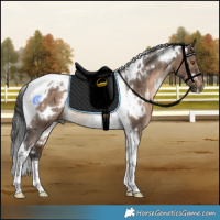 Horse Color:White Spotted Brown Dun Tobiano Rabicano