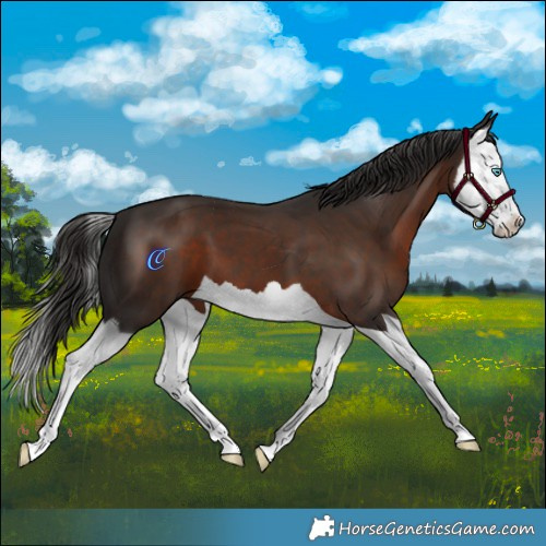 Horse Color:Liver Chestnut Splash 