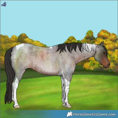 Horse Color:Liver Red Roan Tobiano