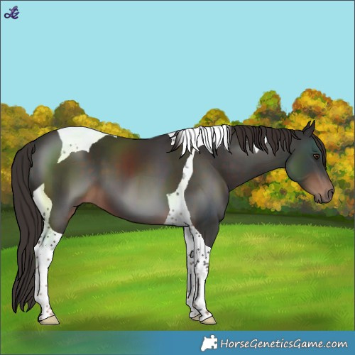Horse Color:Liver Chestnut Tobiano