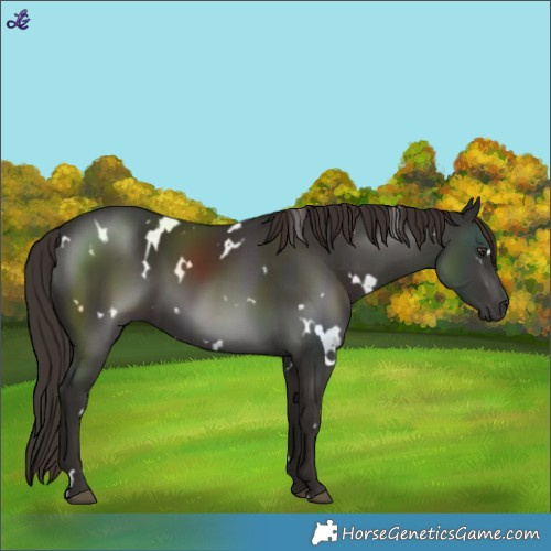 Horse Color:White Spotted Liver Chestnut 