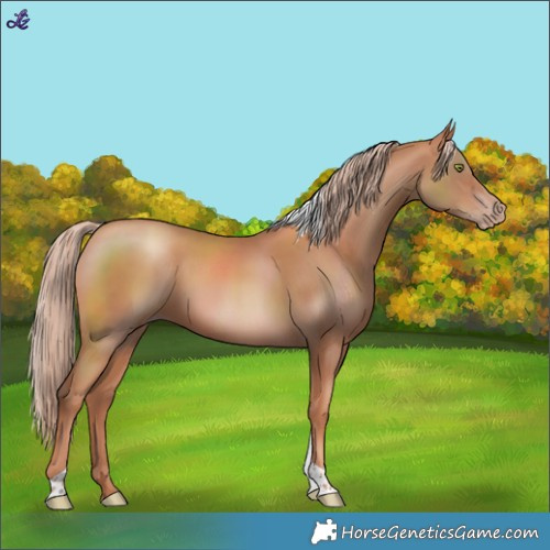 Horse Color:Gold Champagne Tobiano Rabicano