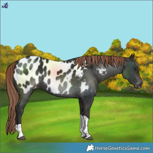Horse Color:Liver Chestnut Tobiano Blanket 