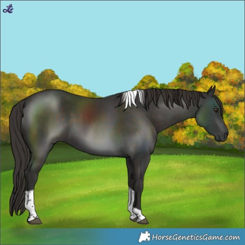 Horse Color:Liver Chestnut Tobiano 