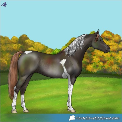 Horse Color:Liver Chestnut Tobiano Rabicano 
